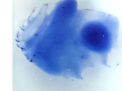 OPネイビーブルー