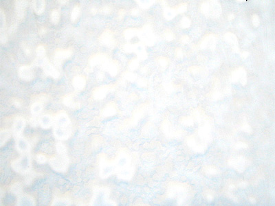 ブルズアイ リングモトル