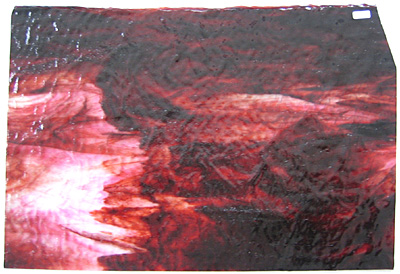 ヤカゲニー リップル